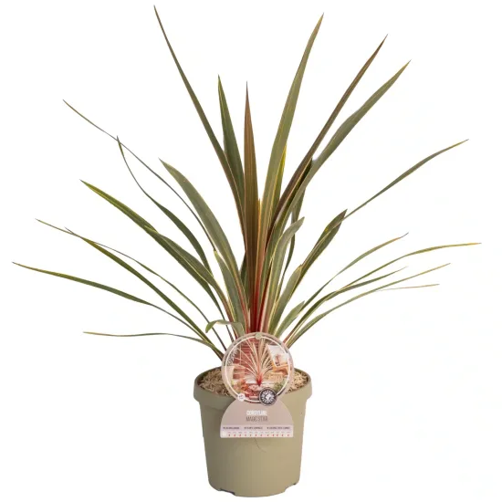 Cordyline 'Magic star'