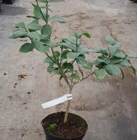 Citron meyer sanguin 'Var. sanguine'