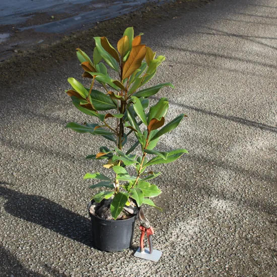Magnolia de la galissonnière 'Galissoniere'