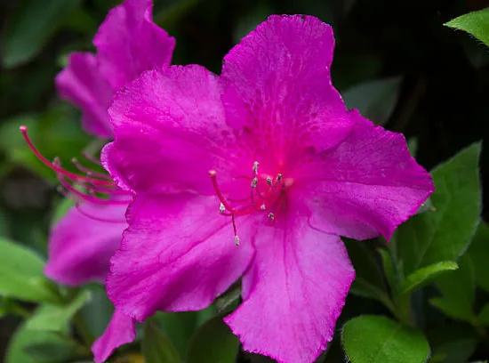BOUGAINVILLEA glabra sanderiana