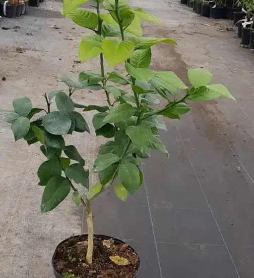 Cédrat rouge 'Pigmentata'