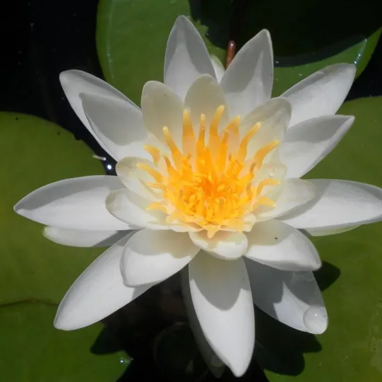 Nénuphar 'Albatros'