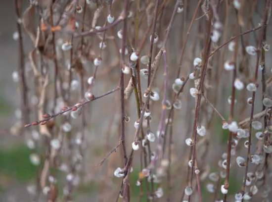 Saule marsault 'Curly locks'