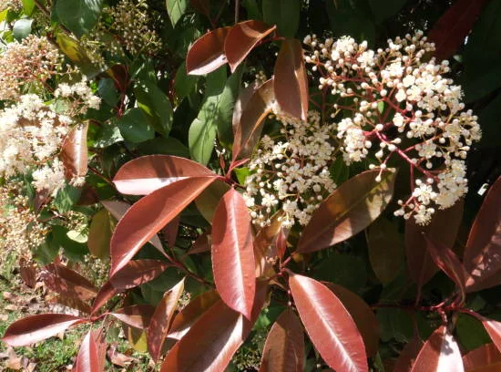 Photinia 'Red robin'