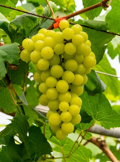 Vigne 'De table centennial seedless'