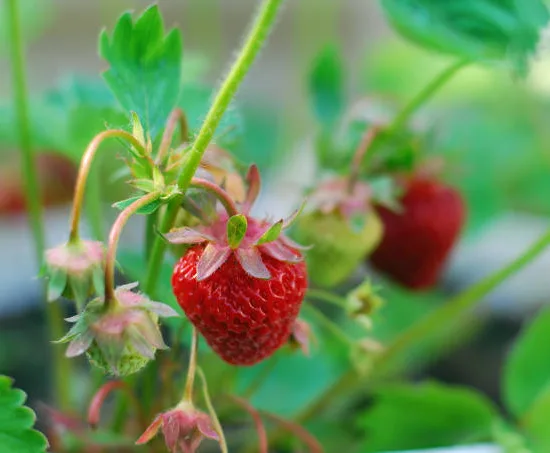 Fraisier 'Mme moutot'