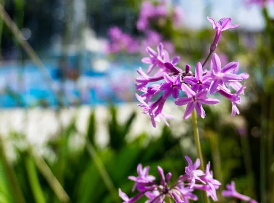 Ail d'Afrique à fleurs bleues