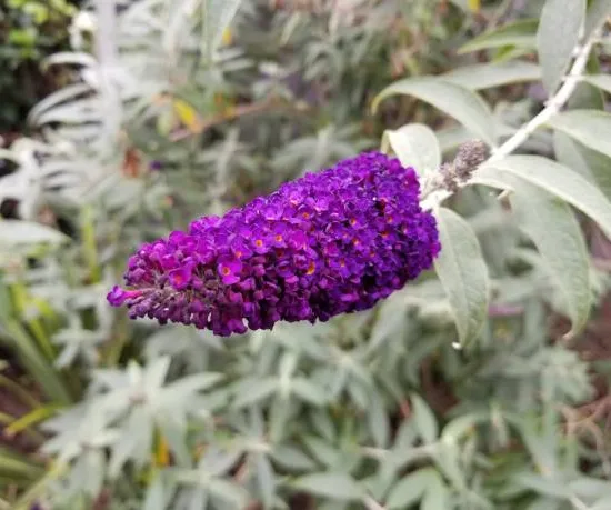 Buddleia 'Empire'