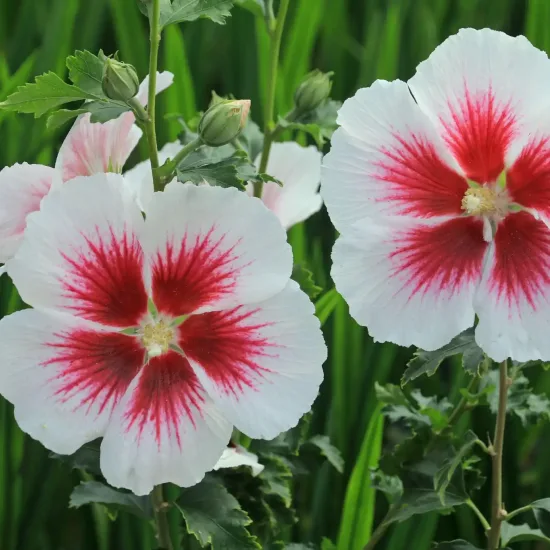 Althéa 'Hibisa blanco'