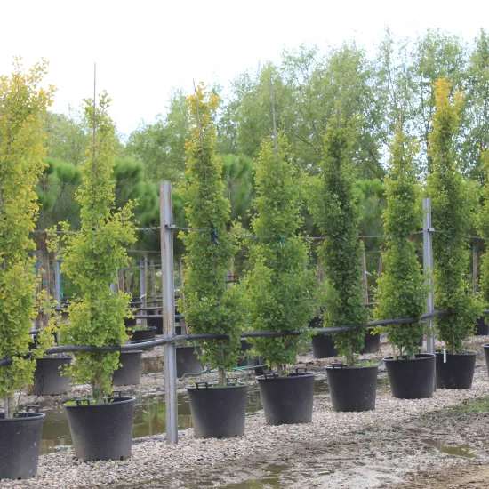 Arbre aux quarante écus 'Fastigiata gold flame'
