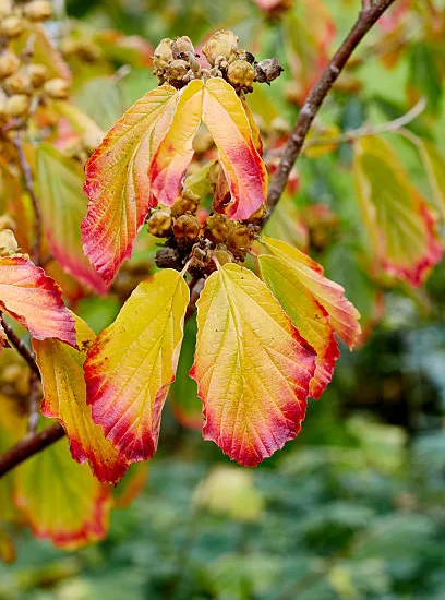 Parrotie de perse 'Vanessa'