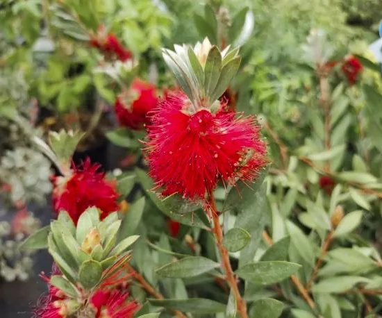 Rince-bouteille 'mini red'