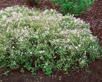 Deutzie grêle 'Nikko'