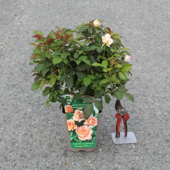 Rosier 'Belle du seigneur '