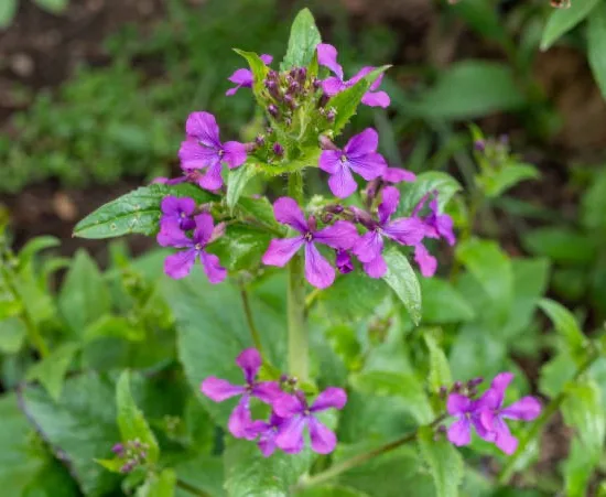 Petite Pervenche