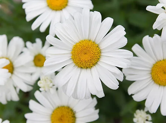 Marguerites 'Becky'
