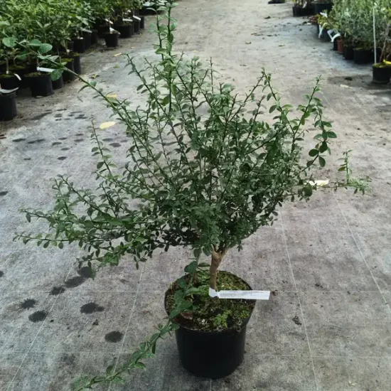 Citronnier caviar 'Rose'