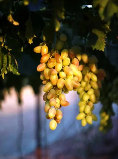 Vigne 'De table dattier de beyrouth'