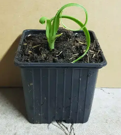 Ail triquètre ' '
