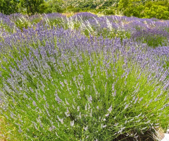 Lavandin 'Dutch lavander'