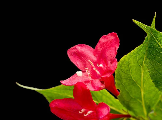 Weigelia 'Brigela'