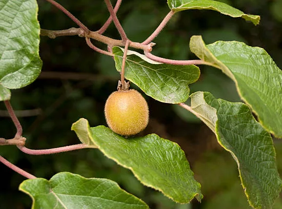 Kiwi 'Male'