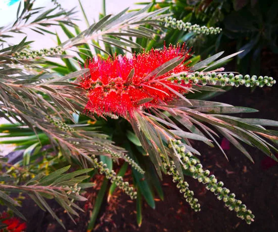 Rince-bouteille 'Captain Cook'