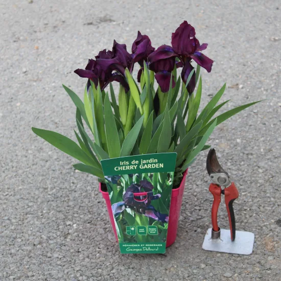 Iris nain 'Cherry garden pourpre'