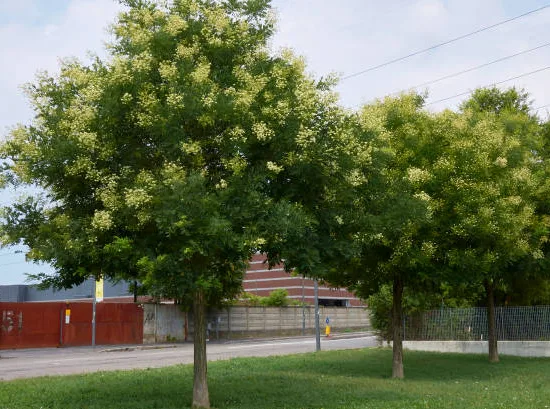 Arbre des pagodes
