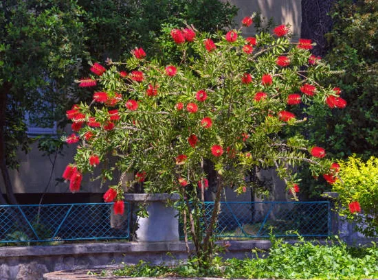 Rince-bouteille 'Captain Cook'