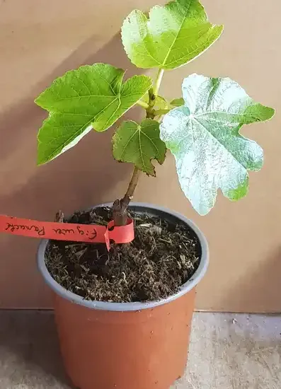 Figuier panaché
