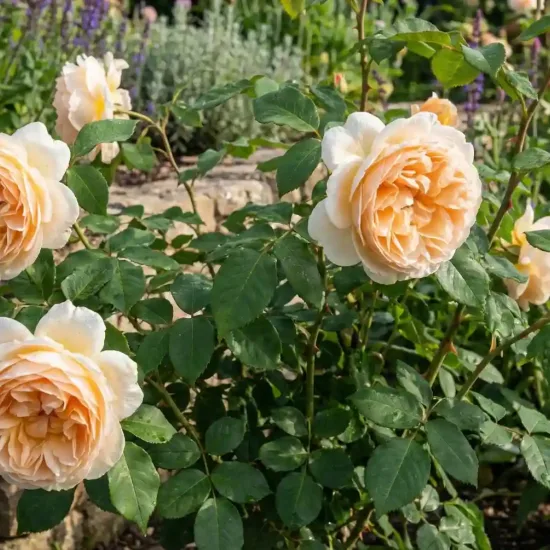 Rosier 'Patrick devedjian'