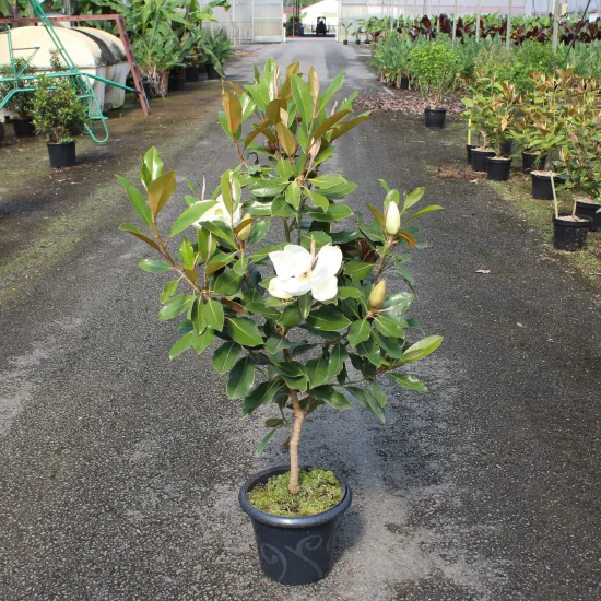 Magnolia 'Little gem'