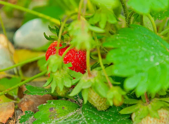 Fraisier 'Rabunda'