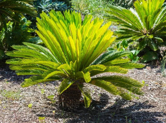 Cycas du Japon