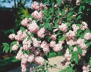 Deutzie hybride 'Perle rose'