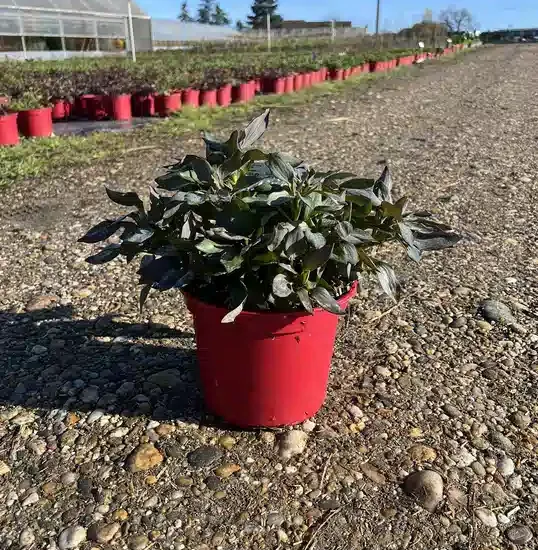 Alstrœmères 'Indian summer®'