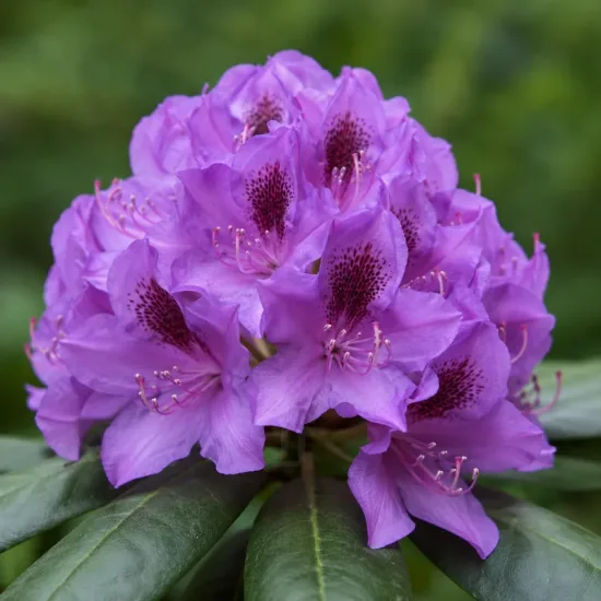 Rhododendron pontique