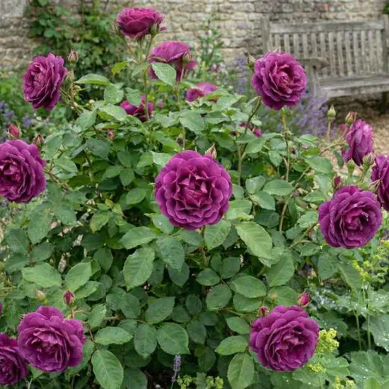 Rosier 'Audacieuse'