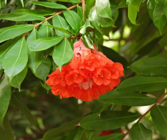 Grenadier 'Pleniflora''
