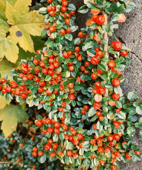 Cotoneaster de Dammer 'Royal Carpet'