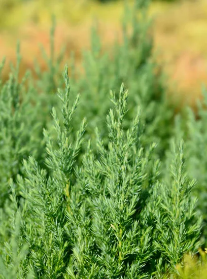 Genévrier de Chine Stricta, Genévrier de Chine colonnaire