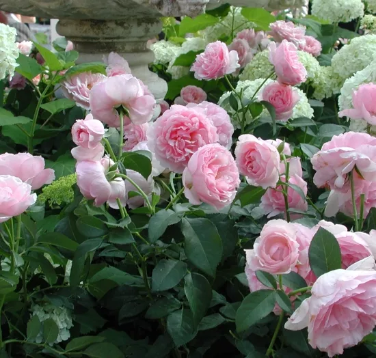 Rosier 'L'autre rose '