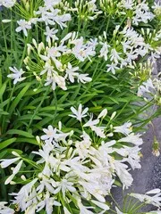 Agapanthe Africaine 'Blanche'