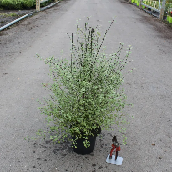 Pittospore 'Green elfe'