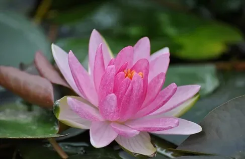 Nénuphar 'Laedekeri liliacea'