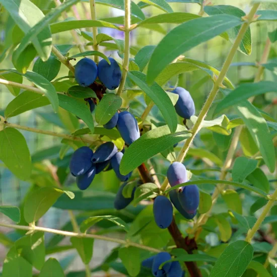 Chèvrefeuille bleu 'Fruity berry'
