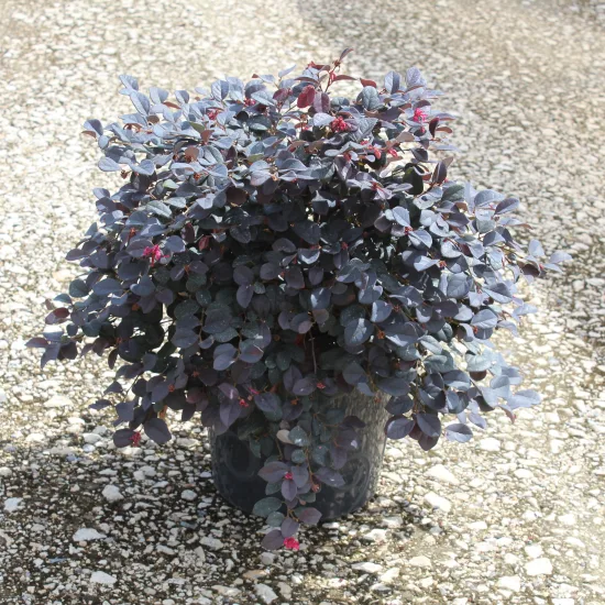 Loropétale de chine 'Black pearl'