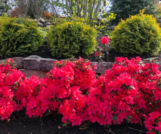 Azalée japonaise 'Autumn fire rouge'