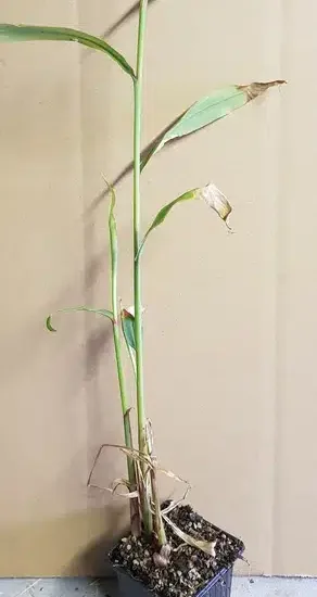 Gingembre ornemental 'Blanc'